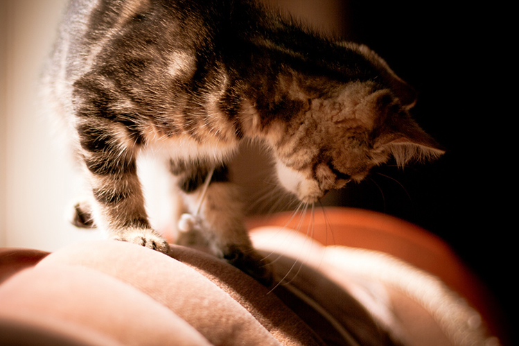 Почему коты и кошки дома постоянно сильно линяют, что делать в домашних условиях: причины и решение проблемы линьки