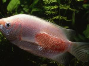 Плавниковая гниль - заболевания аквариумных рыб