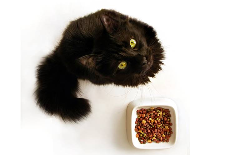 Почему кошки закапывают еду? зачем коты зарывают корм рядом с миской с водой после того, как поели? почему коты делают это каждый раз?