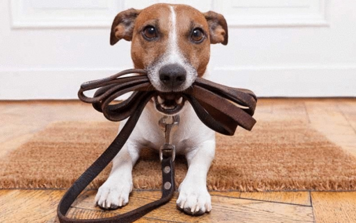 Как приучить щенка или взрослую собаку ходить в туалет на улицу или в одно место в квартире или доме?