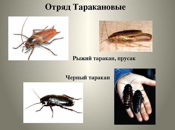 Какие насекомые смертельно опасные для человека