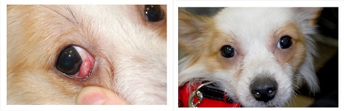 Симптомы катаракты у собак, а также методы ее лечения