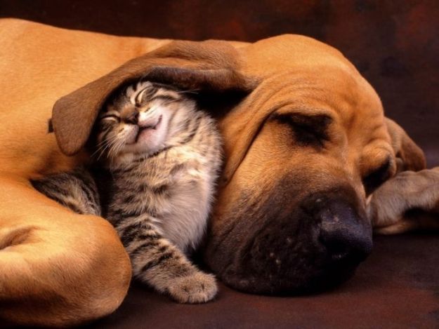 Как подружить кошку с собакой: варианты примирения питомцев
