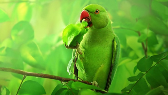 Топ-10 лучших кормов для волнистых попугаев