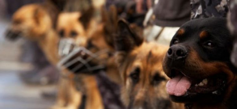 Собаки на службе у человека: список собачьих профессий
