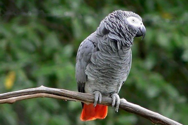 Образ жизни и содержание попугая лори