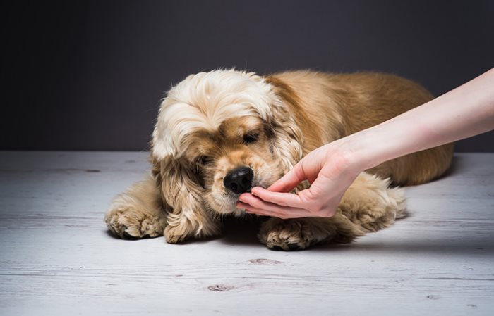 Когда и как переводить щенка на сухой корм: советы ветеринара