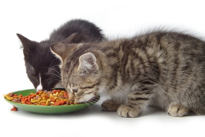 Как приучить котёнка к сухому корму