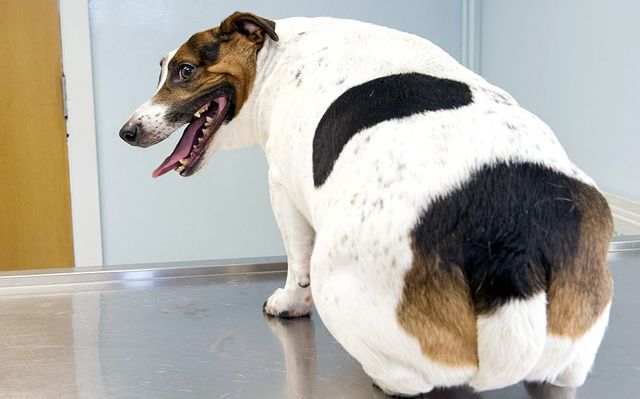 Как похудеть собаке