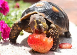 Чем кормить черепаху: особенности питания в домашних условиях и в природе