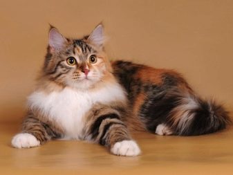 Описание и фото трехцветных пушистых и гладкошерстных кошек разных пород