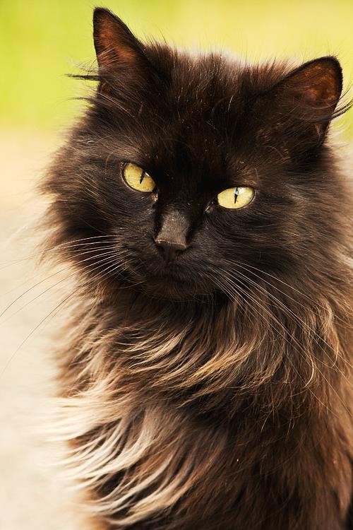 Описание внешности и характера кошки породы шантильи тиффани