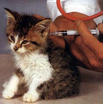 Как сделать прививку коту на дому самостоятельно