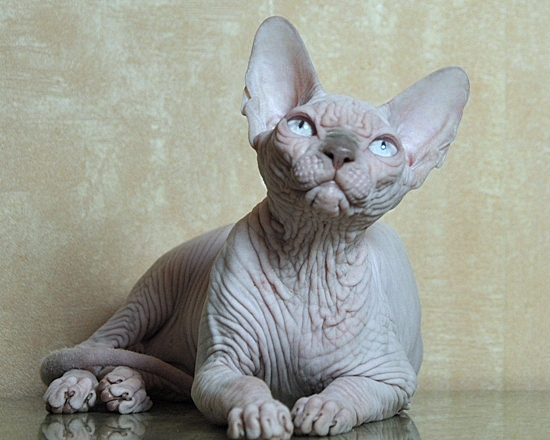 Джосер - питомник голых кошек: канадский сфинкс, эльф, бамбино