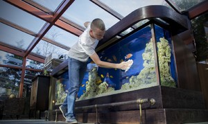 Уборка в аквариуме: чистка грунта, фильтра, стекол от налета