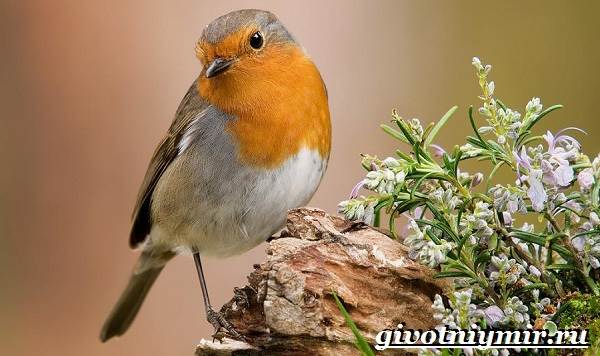 Малиновка - птица наших лесов. размножение и особенности поведения