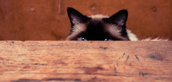 Странное поведение вашей кошки: как расшифровать