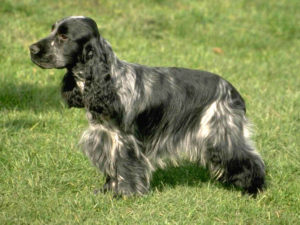 Английский кокер спаниель собака. описание, уход и цена английского кокер спаниеля