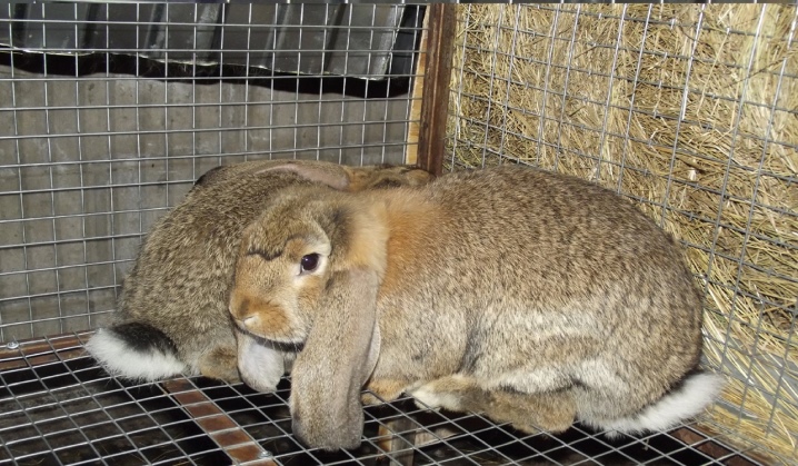 Кролики породы баран