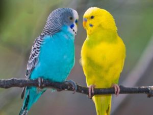 Сине-желтый ара, или попугай арарауна