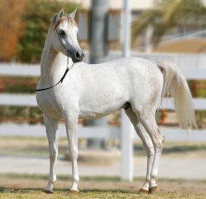 Арабская лошадь: особенности разведения и уход