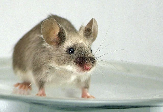 Крошечная мышь-малютка