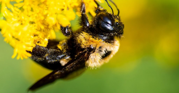пчелы-плотники против шмелей