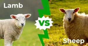 Ягнята против овец — 5 Объяснение основных частот