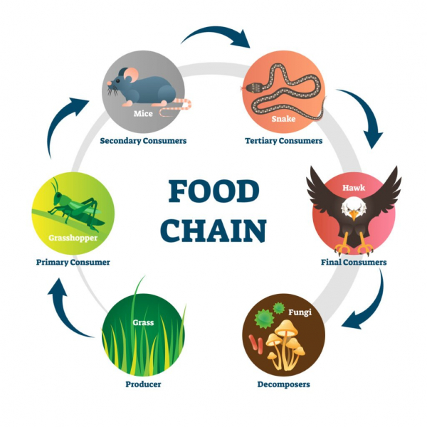 Пищевая цепь и пищевая сеть – диаграмма цепи цепи