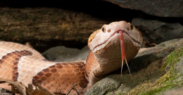 Как выглядит медноголовая змея
