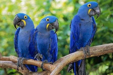 Попугай гиацинтовый ара: описание, особенности и интересные факты