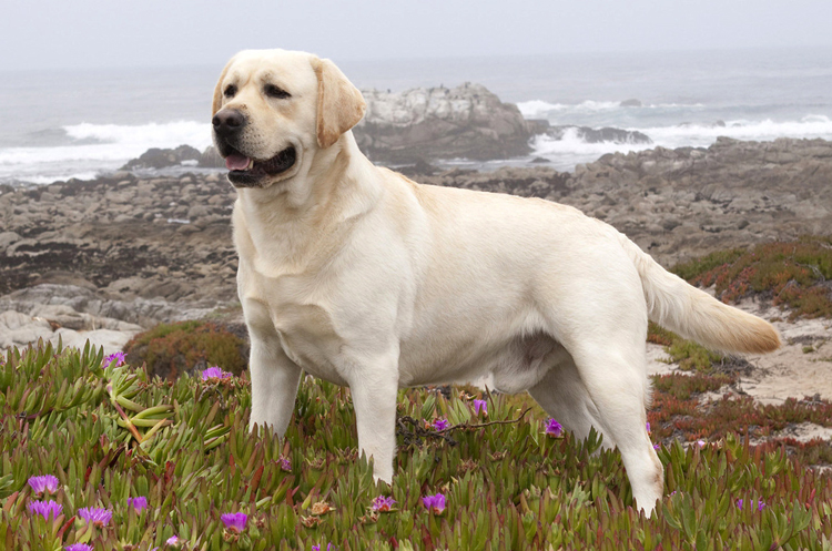 Самые умные породы собак в мире: топ-33 рейтинг собак по интеллекту
