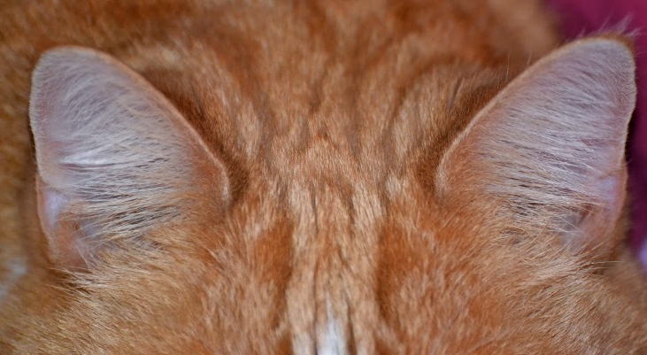 Ухо кошки