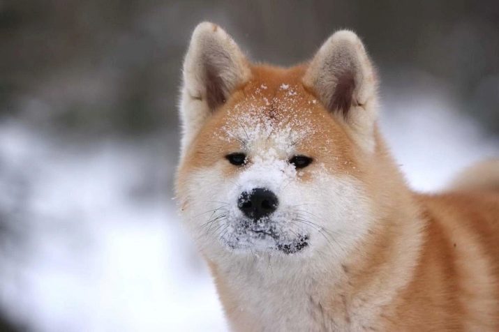 Собаки хоккайдо: описание породы с фото, рекомендации по уходу за животным