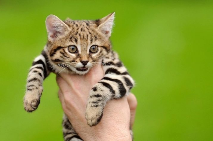 Самые маленькие породы кошек в мире, их названия и описание