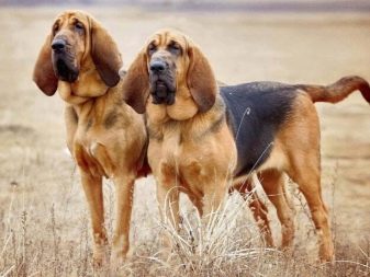 Собаки с морщинами: руководство по уходу за морщинистыми собаками - проект щенок