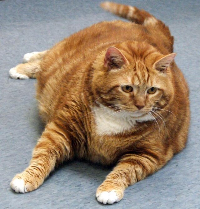 Причины и борьба с ожирением у кошек и котов