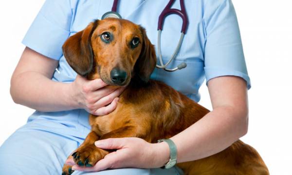 Мозжечковая атаксия у собак лечение. виды и причины появления атаксии у взрослых собак и щенков