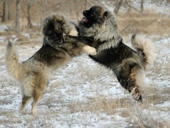Порода собак кавказская овчарка, описание и характер, а также сколько стоит породистый щенок
