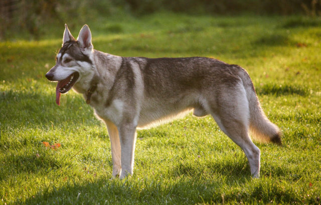 10 самых страшных пород собак в мире