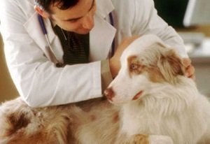 Гинекологические болезни половых органов у собак