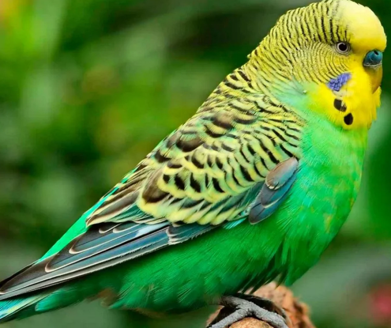 Певчие птицы для домашнего содержания: обзор всех пород