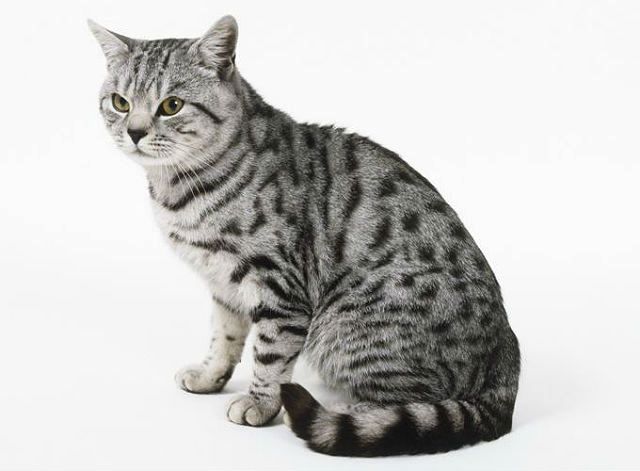 Шестипалый кот хемингуэя