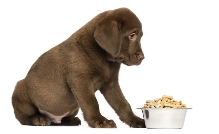 Почему щенок не хочет есть корм?