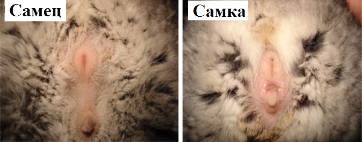 Половые органы кота и кошки фото