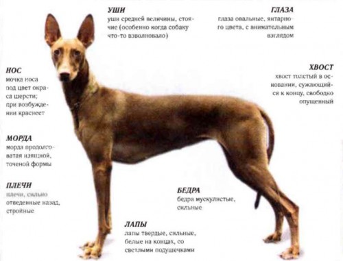 Фараонова собака: история, характер, особенности содержание (+ фото)