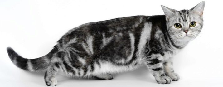 Описание породы кошек американская короткошерстная