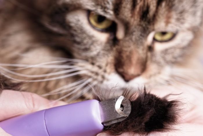 Как подстричь когти кошке: инструменты, пошаговая инструкция, осложнения