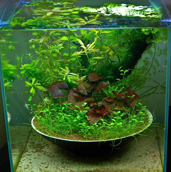Подкормки для аквариумных растений