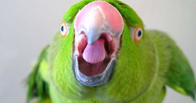 Почему кусаются попугаи?